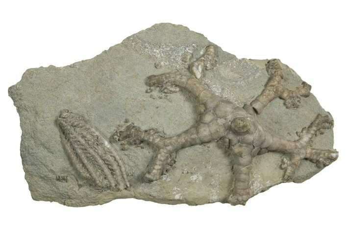 Fossil Crinoid Plate (Two Species) - Indiana #326036